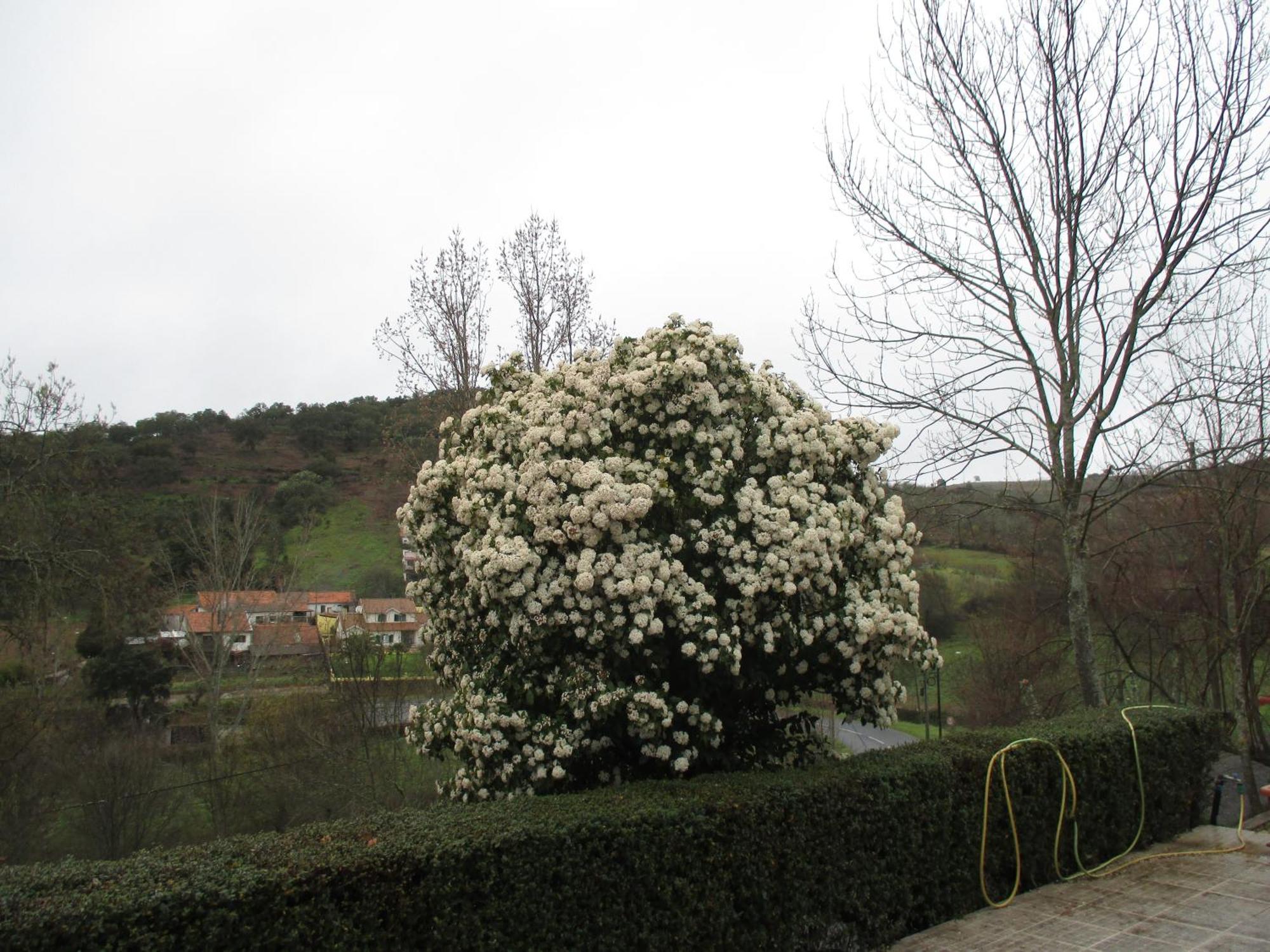 Bungalow "A Choupana" - Quinta Da Carvoica - Vale Pradinhos Vale de Pradinhos Dış mekan fotoğraf