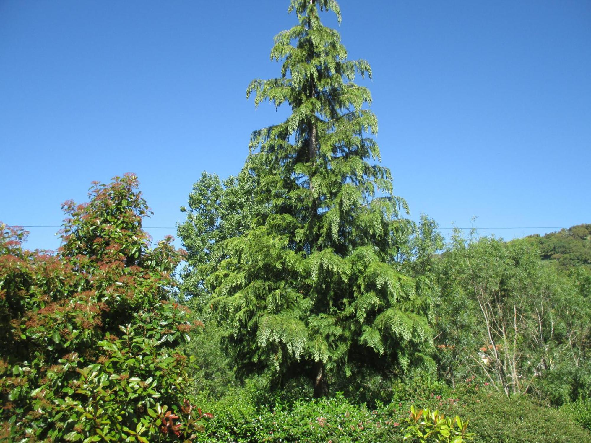 Bungalow "A Choupana" - Quinta Da Carvoica - Vale Pradinhos Vale de Pradinhos Dış mekan fotoğraf
